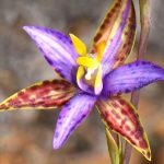 sheba orchid